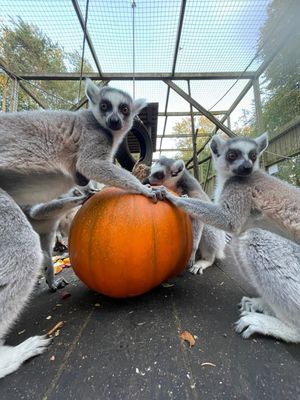 Hoo Zoo and Dinosaur World's lemurs getting into the Halloween spirit.