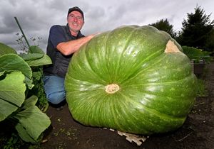 Lee Herrington has grown a huge quarter ton squash in his allotment in Lye.