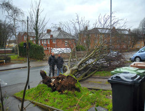 A tree lies on its side after being uprooted in high winds in Union Street, Walsall. Image: Jozef Lopuszynski