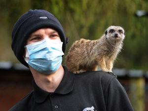 Supporting image for story: Temperatures set to soar, but animals will be keeping cool