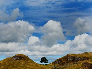 The Sycamore Gap on Hadrian’s Wall in Northumberland before it was felled