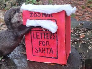 Supporting image for story: Christmas at Dudley Zoo in full swing with animals enjoying the festivities