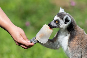 Cafu the ring-tailed lemur enjoys an ice lolly treat for the hot weather