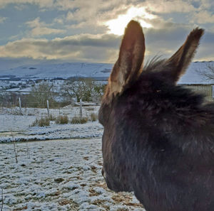 Miniature donkey, Goose, in the Brecon Beacons.