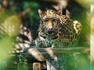 Supporting image for story: Step back to the 1960s as Twycross Zoo celebrates diamond anniversary 