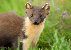 A Pine marten