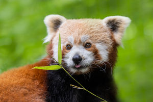 It is the first time West Midland Safari Park will have red pandas on site