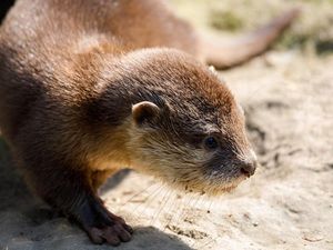 Supporting image for story: Young smooth-coated otters are much better with technology than their parents