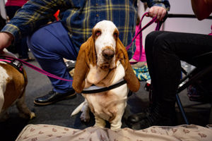 Basset Hounds at the National Pet Show at the NEC, Birmingham. PA Photo. Picture date: Sunday November 3, 2019.  Photo credit should read: Jacob King/PA Wire.