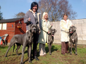 Supporting image for story: Flashback to 2004: Pedigree pooches aim to land top dog titles at Crufts