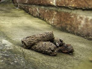 Supporting image for story: Two fines in five years for dog fouling in Cannock