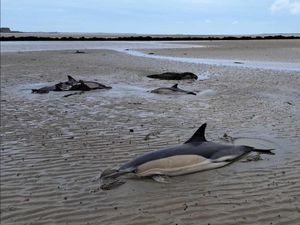 Supporting image for story: Rescuers rush to help dolphins stranded on Welsh beach - but one dies