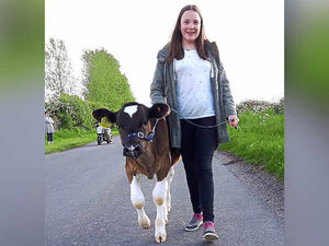 Supporting image for story: Penny pins her hopes on calf at Shropshire County Show