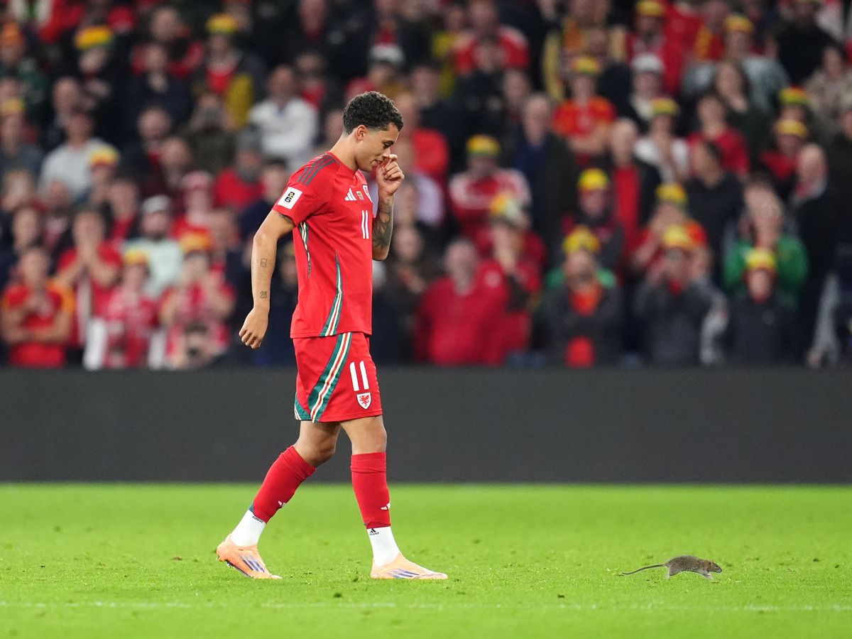 Cardiff defend pest control policy after rat halts Wales match