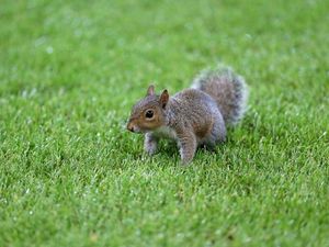 Supporting image for story: A former Simpsons writer joked that the show even predicted the rogue Winter Olympics squirrel
