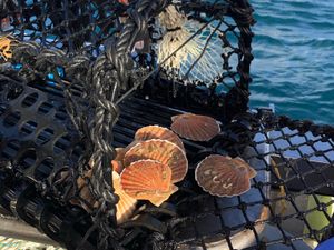 Supporting image for story: On the menu: Sustainable Disco Scallops caught using fishing pots with lights