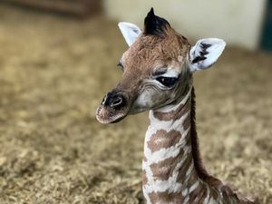 Supporting image for story: Keepers celebrate ‘little miracle baby’ giraffe born at Hampshire zoo