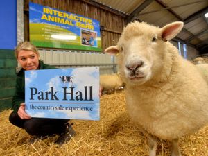 Supporting image for story: Spring has sprung down on the farm as lambing on the horizon