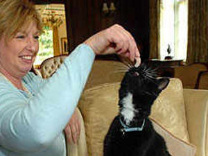 Supporting image for story: Curry is purr-fect for old cat