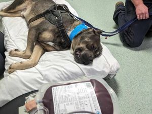 Supporting image for story: Brave rescue dog helps another to fight on with blood transfusion