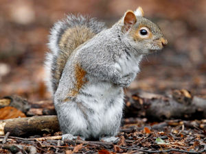 Supporting image for story: Peter Rhodes on good and bad squirrels, defining pansexuality and a train called Dooh Nibor