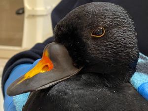 Supporting image for story: Beautiful sea bird stranded far from home in Shropshire yard