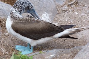 Blue-footed booby up close