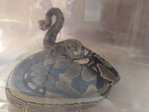 Supporting image for story: Two young pythons 'callously' thrown from moving car spark RSPCA probe