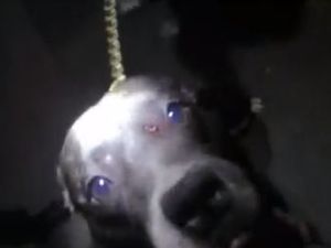 Supporting image for story: Thug who stamped on dog's head banned from keeping animals