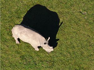 Supporting image for story: Drones to be used by zoo charity to monitor endangered species in the wild