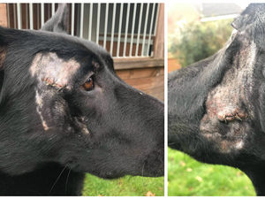 Supporting image for story: Brave police dog Stark attacked by teen with machete