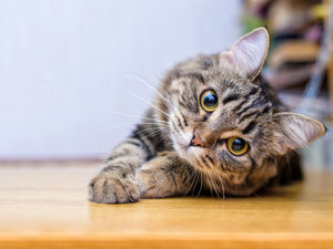 Supporting image for story: Warning to cat owners after three in Ludlow die of anti-freeze poisoning in a week