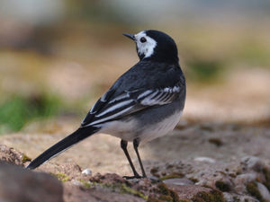 Supporting image for story: Nature lovers to get up close and personal with feathered friends at Fordhall Organic Farm 