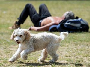 Supporting image for story: A parasitic worm that burrows into dogs’ eyes and blinds them has been found in the UK