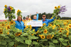 Almost 400,000 sunflowers have been donated to the charity. From left to right: Angela Hill, Steph Smith and Emilie Kerr from Lingen Davies Cancer Support with fundraiser Dave Reynolds