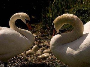 Supporting image for story: Swan Watch webcam launched at Whittington Castle