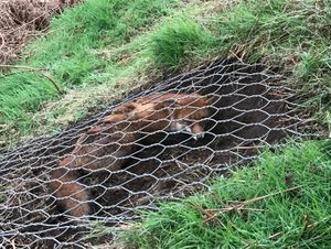 Supporting image for story: Trapped fox freed from industrial steel netting with bolt cutters