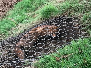 Supporting image for story: Trapped fox freed from industrial steel netting with bolt cutters