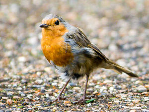 Supporting image for story: Peter Rhodes: Offended by stew