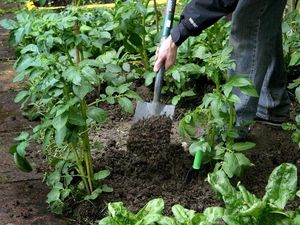 Supporting image for story: Spending time in the garden good for health and wellbeing, study suggests
