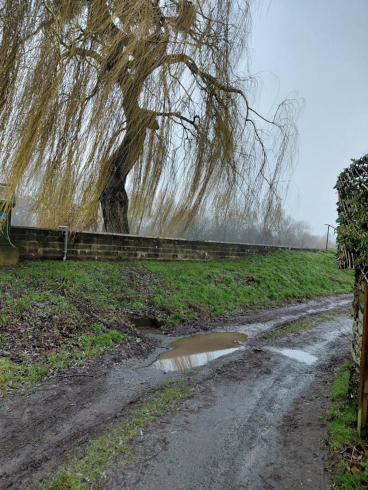 Urgent willow tree removal underway to safeguard Glasbury flood wall