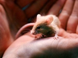 Supporting image for story: Multiplying mice give animal shelter a great big headache