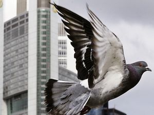 Supporting image for story: Homing pigeons can build on the knowledge of previous generations, study shows