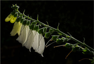 Mark Jones – Foxglove 