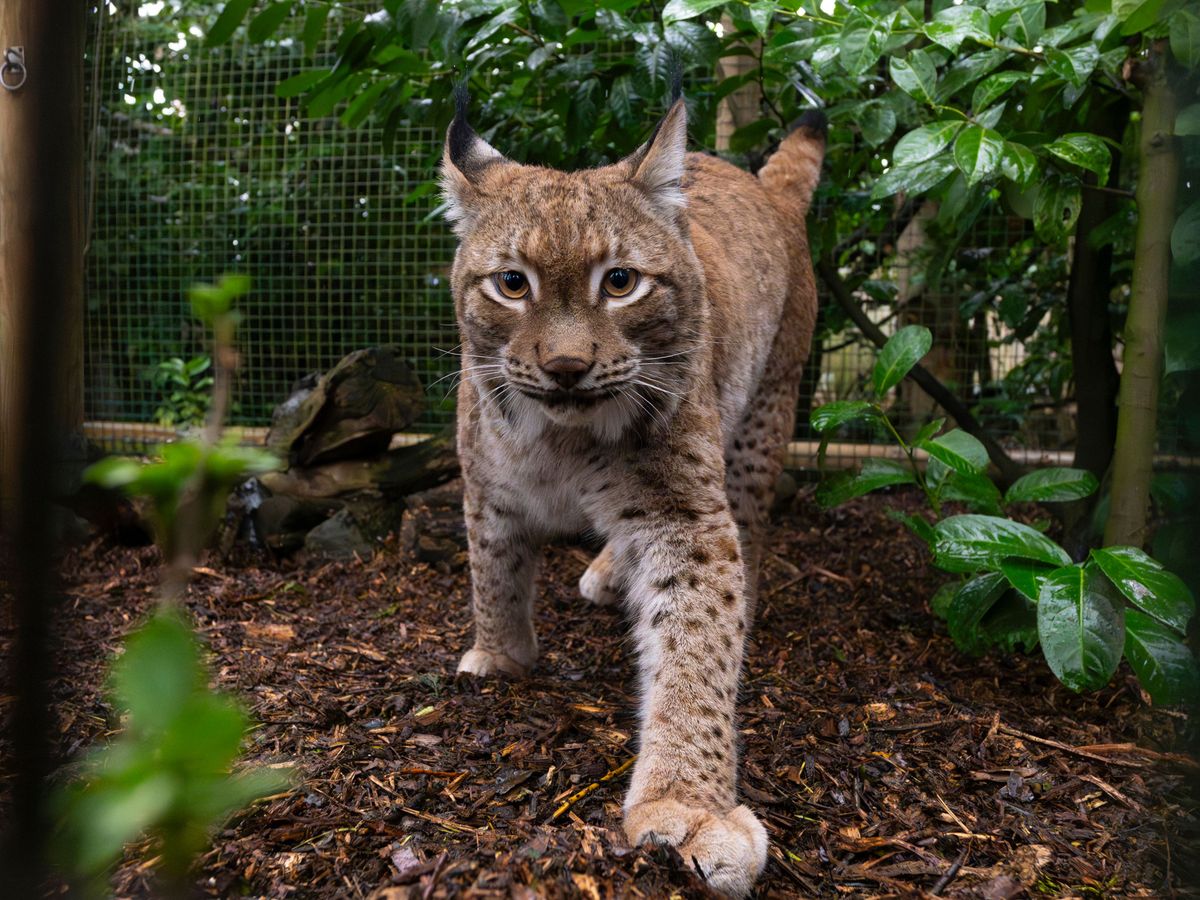 Eurasian lynx takes first steps in UK sanctuary after rescue from Ukraine