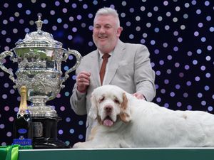 Supporting image for story: Clumber spaniel named Bruin crowned best in show at Crufts