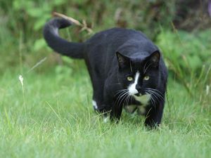 Supporting image for story: Scientists pinpoint strategies to stop cats from scratching your furniture