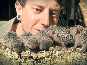 Supporting image for story: Baby Tenrecs joy for Telford exotic zoo