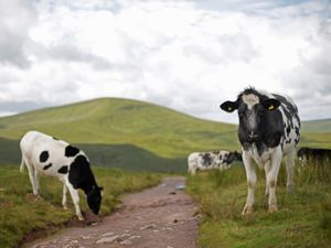 Supporting image for story: Supermarkets pledge to keep sourcing meat from British farms after US trade deal