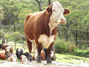 Supporting image for story: Farm restrictions are relaxed